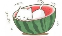 清凉吃瓜夏琪,吃瓜夏琪带你畅游夏日美食之旅