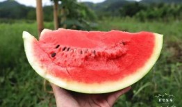 清凉吃瓜夏琪,吃瓜夏琪带你畅游夏日美食之旅