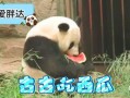 吃瓜熊猫,揭秘娱乐圈的“瓜田”趣事