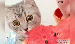 水果猫吃瓜,水果猫的夏日瓜果盛宴