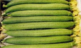 臭瓜怎么吃最好,探索最佳食用方法