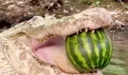 吃瓜被咬腿,意外被瓜咬伤腿部，警惕夏日饮食安全