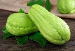 蝈蝈吃佛手瓜,自然界的和谐共生