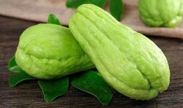 蝈蝈吃佛手瓜,自然界的和谐共生