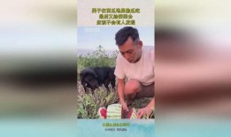 去地里偷瓜吃,一场与自然的甜蜜邂逅