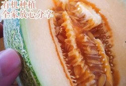 超恶心吃瓜,那些让人反胃的幕后真相大揭秘