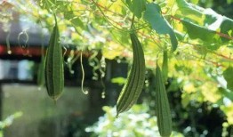 少女吃瓜图盆栽,趣味盎然的植物艺术新风尚