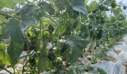 玉溪师院吃瓜,揭秘校园美食背后的故事