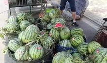 资阳乐至吃瓜事件,一场网络舆论的风暴与反思