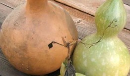 宝宝老吃葫芦瓜,营养美味两不误