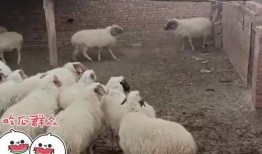 羊吃瓜竹马,羊儿与竹马的童年回忆