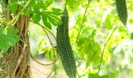 春季吃瓜的好处,吃瓜解燥，健康生活新选择