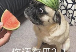 吃瓜 女 表情包,揭秘吃瓜女表情包的流行魅力