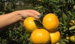 吃瓜的桔子,揭秘瓜界新宠儿的魅力与故事