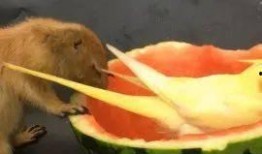 松鼠吃小瓜茎,生态平衡中的智慧一幕