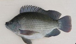 带你吃瓜罗非鱼图片高清,带你领略罗非鱼的风采