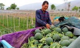 油城吃瓜群众,揭秘油田生活的酸甜苦辣