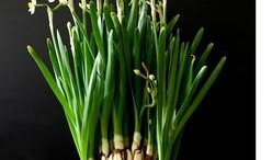 吃瓜老水仙,瓜界传奇的幕后故事