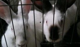 兔子吃瓜颜文字,萌态尽显