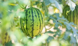 吃完邹城的瓜吃北湖的瓜,北湖瓜果飘香之旅