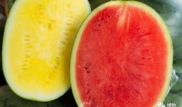 瓤可以吃的瓜,探寻可食瓜果的奇妙之旅