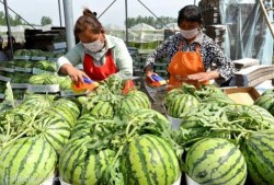 广西吃瓜行健,探寻地方美食与健康生活的完美融合