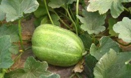 割麦吃瓜图片搞笑