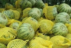 农村吃小瓜视频