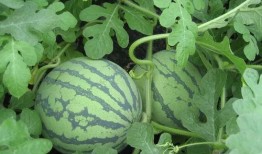 吃瓜811,一场网络热议背后的真相