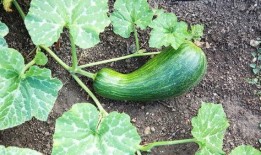 瓠瓜怎么吃能炒吃吗