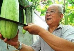 砍瓜看着吃的生瓜,砍瓜的奇妙蜕变之旅