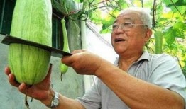 砍瓜看着吃的生瓜,砍瓜的奇妙蜕变之旅