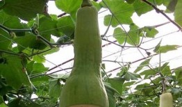 农村里吃瓜组织,欢乐农闲时光的缩影