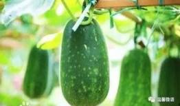 微语吃瓜,揭秘网络热点的背后故事