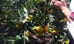 吃瓜的桔子,揭秘瓜界新宠儿的魅力与故事