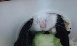 仓鼠吃瓜图,仓鼠的甜蜜美食时光