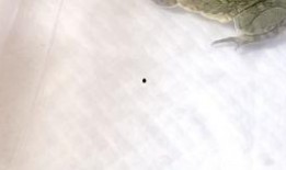 猪儿虫吃瓜,猪儿虫的瓜田奇遇记