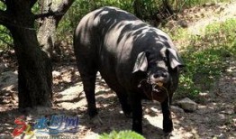 吃瓜跑山猪,揭秘农村生活的趣味瞬间