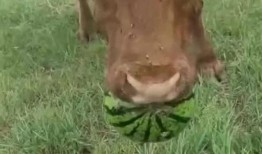 最牛吃瓜人,揭秘娱乐圈幕后风云