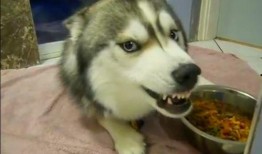 哈士奇吃瓜看戏图片高清,萌态十足，高清萌宠瞬间引网友热议