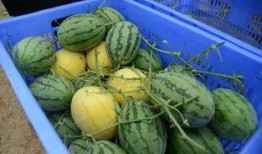 西班牙吃瓜群,揭秘西班牙美食文化圈