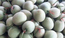 吃瓜为什么不吃瓤瓜呢,为何吃瓜不食瓤瓜之谜揭晓