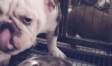 斗牛犬可以吃蜜瓜吗,蜜瓜是否适合它们食用？