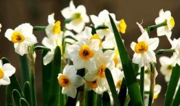 吃瓜老水仙,瓜界传奇的幕后故事