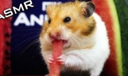 仓鼠吃瓜图,仓鼠的甜蜜美食时光