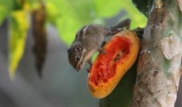 松鼠吃小瓜茎,生态平衡中的智慧一幕