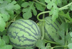 茄瓜怀孕可以吃吗,茄瓜的食用安全与营养益处