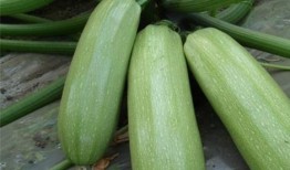 西葫芦瓜的瓜尖可以吃吗
