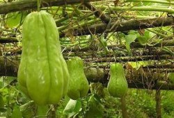 农村没人吃的瓜,农村无人问津的甜蜜宝藏