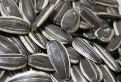 金瓜子奉旨吃瓜,揭秘宫廷中的趣味生活